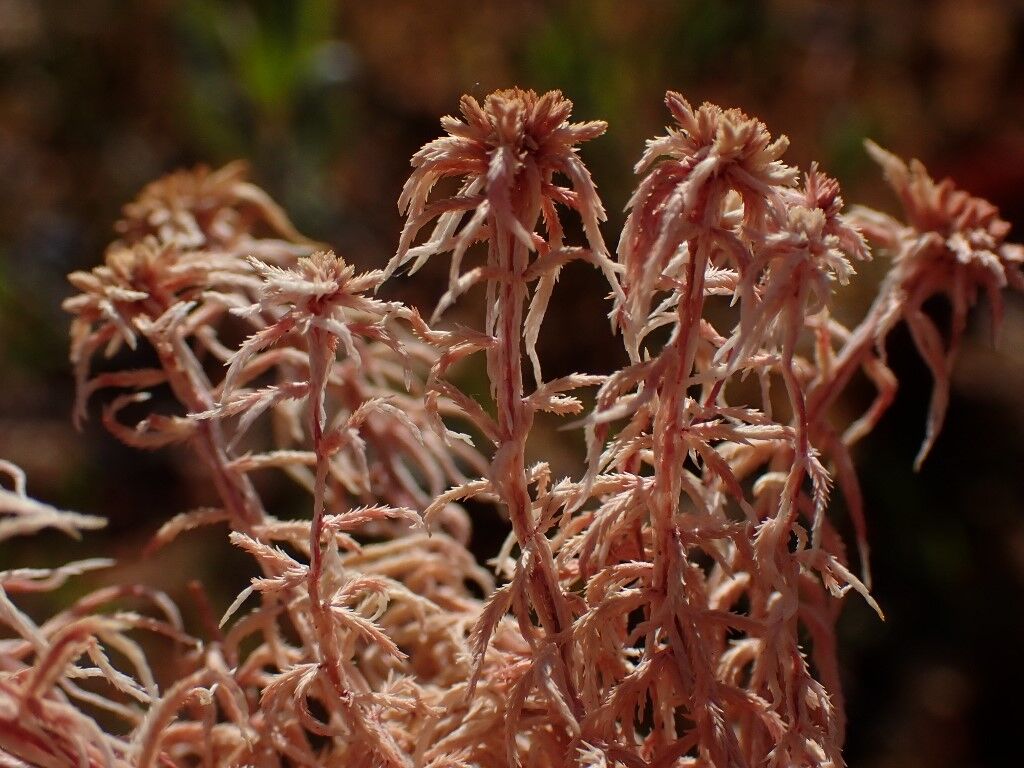 Natural Connections sphagnum moss dead.jpg